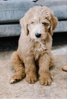 a small brown dog sitting on top of a carpet