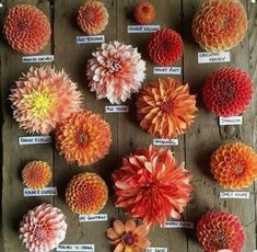 an assortment of flowers are displayed on a wooden table with labels in front of them