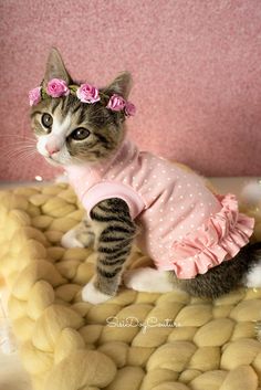 a cat wearing a pink dress on top of a bed