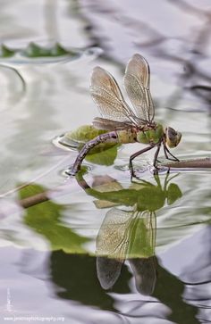 a dragonfly sitting on top of a leaf floating in the water with its wings spread