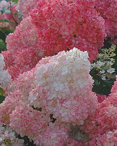 pink and white flowers are blooming in the garden