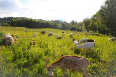 a herd of goats grazing in a field with tall grass and trees on the other side