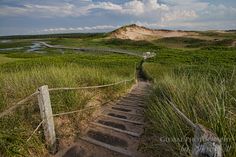 a wooden staircase leading to the top of a hill in an area with tall grass and sand dunes