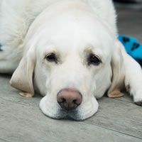 a large white dog laying on top of a wooden floor next to a blue blanket