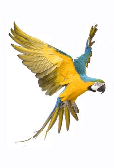 a blue and yellow parrot flying through the air