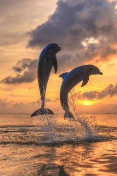 two dolphins jumping out of the water at sunset