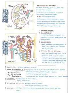 the diagram shows an image of different organ systems and their corresponding functions in each section