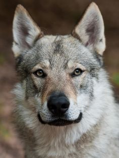 a wolf looking at the camera with an intense look on his face