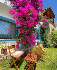 purple flowers growing on the side of a house next to two wooden chairs and table