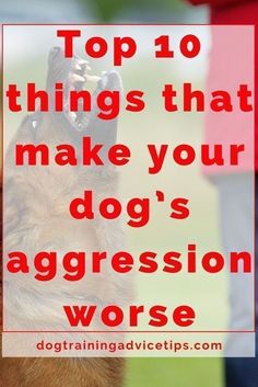 a dog with its head up and the words top 10 things that make your dog's aggression worse