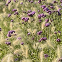 some purple flowers and grass in a field