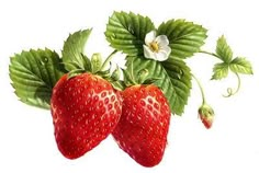 two strawberries with green leaves and white flowers