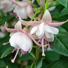 some white and pink flowers are blooming together