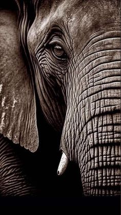 black and white photograph of an elephant's face with wrinkles on its tusks