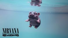 a baby hippopotamus swimming in the water