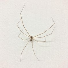 a large brown spider sitting on top of a white wall