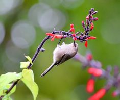 a small bird perched on top of a branch with red flowers in the foreground