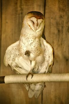 an owl sitting on top of a rope