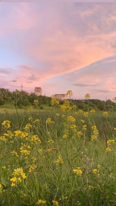 a field with yellow flowers in the foreground and pink clouds in the sky above