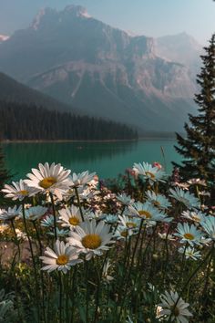 wildflowers in the foreground with mountains in the background