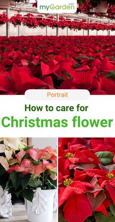 red poinsettias in white vases with text overlay how to care for christmas flower