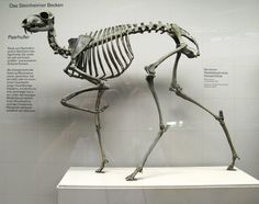 an animal skeleton on display in a museum