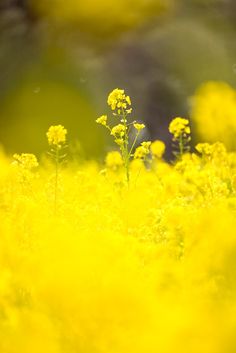 the yellow flowers are blooming in the field