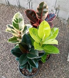 two potted plants sitting on the ground next to each other, one with green and red leaves