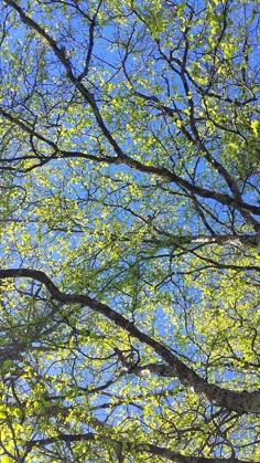 looking up at the leaves and branches of a tree with blue skies in the background