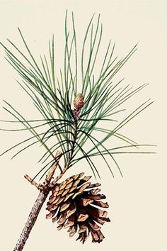 an illustration of pine cones and needles on a pine tree branch with the seed still attached