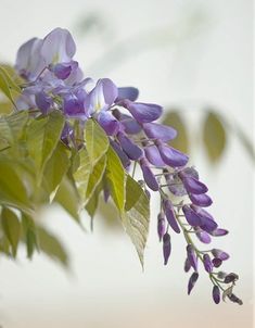 purple flowers are growing on the branches of a tree