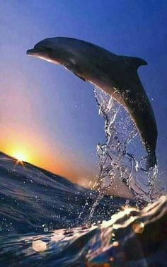 a dolphin jumping out of the water at sunset