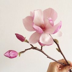 a hand holding a branch with pink flowers