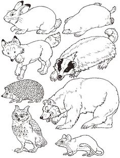 an animal coloring page with different types of animals