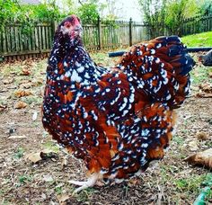 a large rooster standing on top of a dirt field