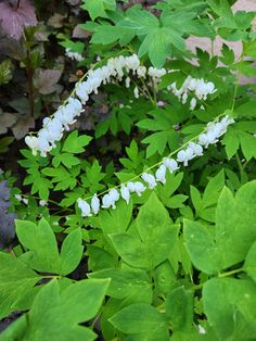 some white flowers and green leaves in the grass