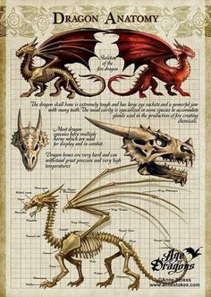 an image of a dragon anatomy chart