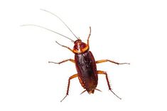 a close up of a cockroach on a white background