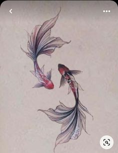 two koi fish swimming side by side on a white wall with red and blue accents