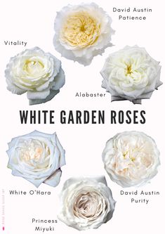 white garden roses with their names in english and spanish, including the names for each flower