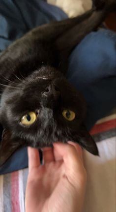 a black cat laying on top of a bed next to a person's hand