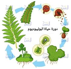 the life cycle of plants in english and arabic language, with pictures on each side