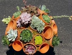 an arrangement of succulents and other plants are arranged on top of each other