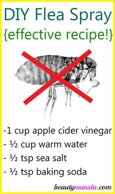 a poster with the words diy flea spray and an image of a mosquito on it