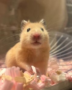 a hamster in a cage looking up at the camera