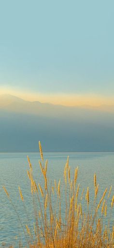 there is a boat on the water with tall grass in it's foreground