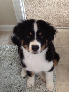 a black and white dog sitting on top of a rug next to a door way