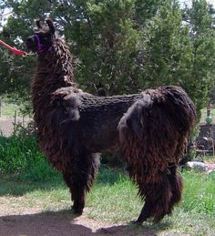 an alpaca is standing in the grass with its leashed around it's neck