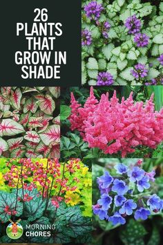 different types of plants that grow in shade with the words, 26 plants that grow in shade