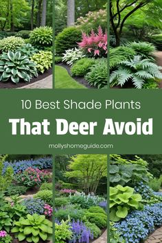 the top 10 best shade plants that deer avoid in your yard, garden or backyard